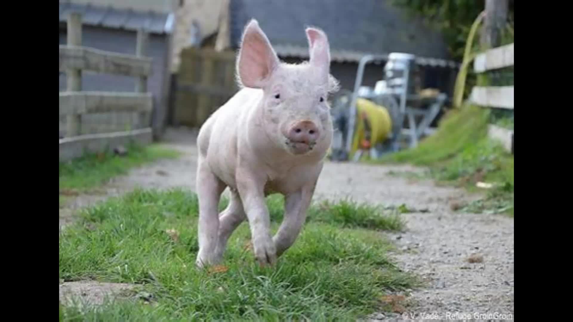 Un Cochon se fait la Malle