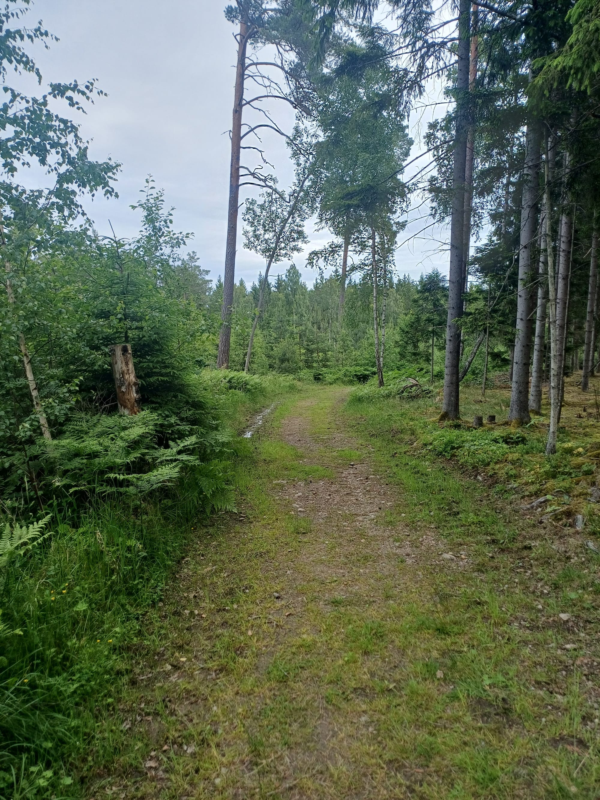 Galgbacken vid Rökstorps mo