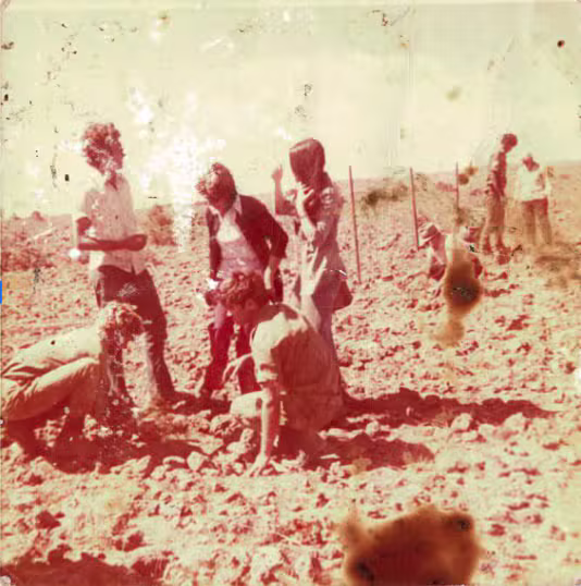 נטיעות 1974