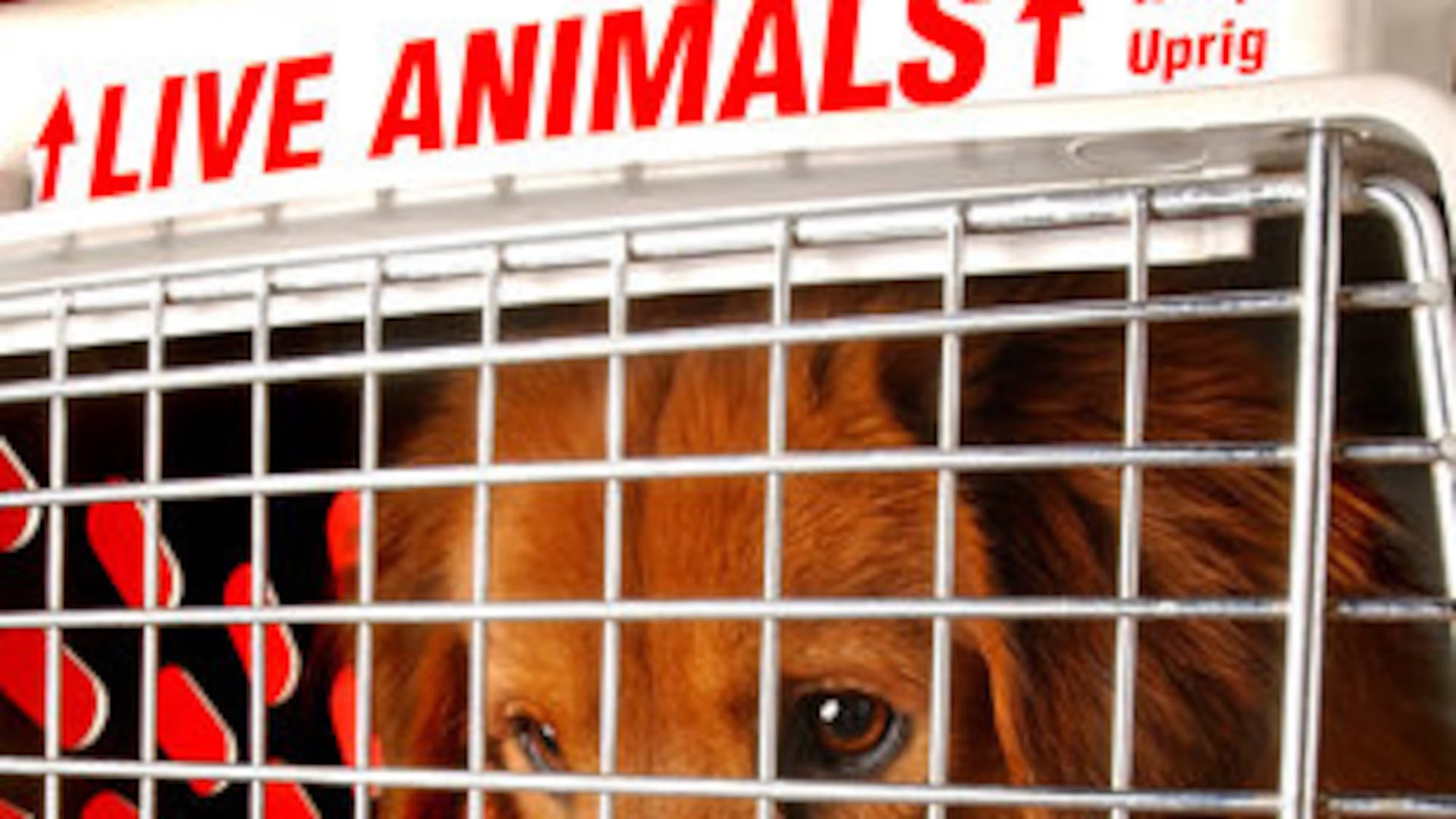 Pets On A Plane: Flying Your Pet As Cargo