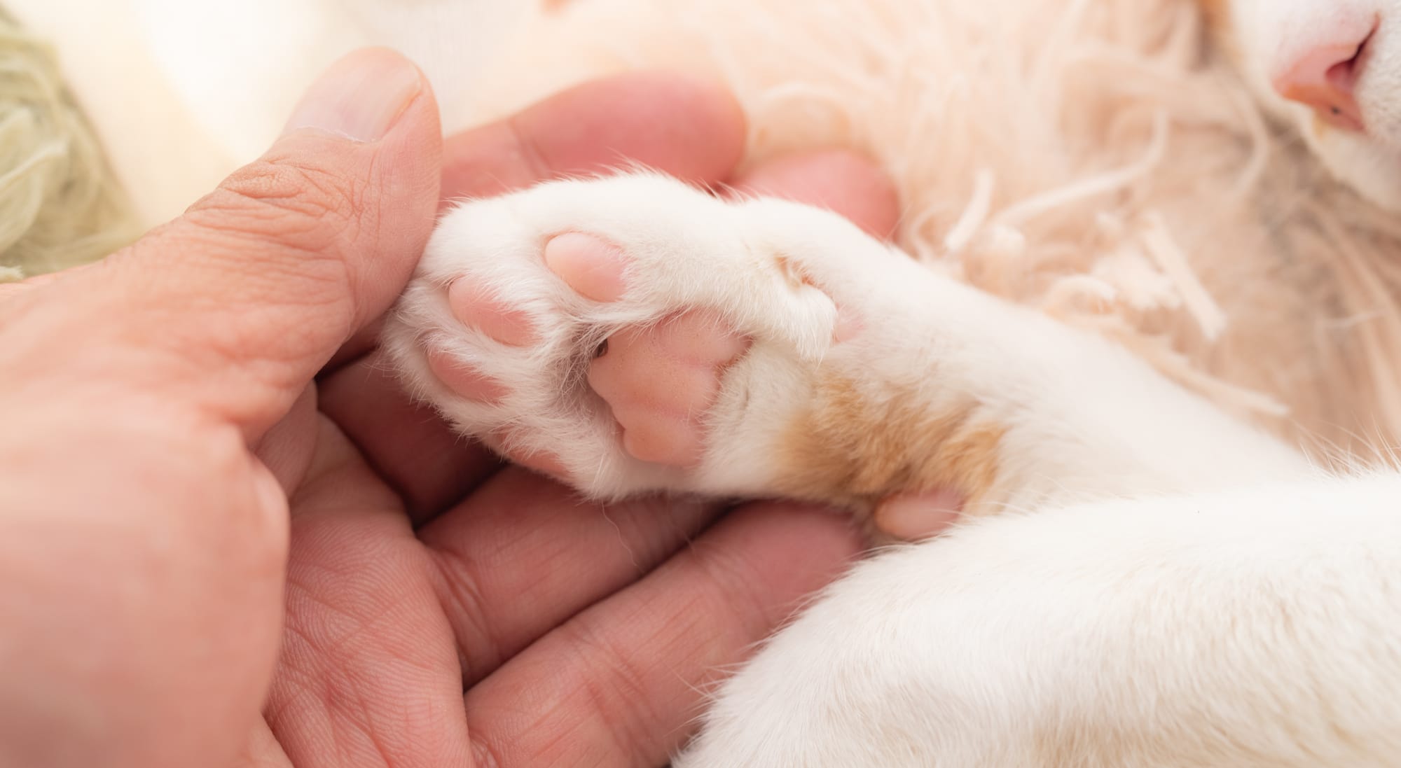 Paws & Profiles: $85