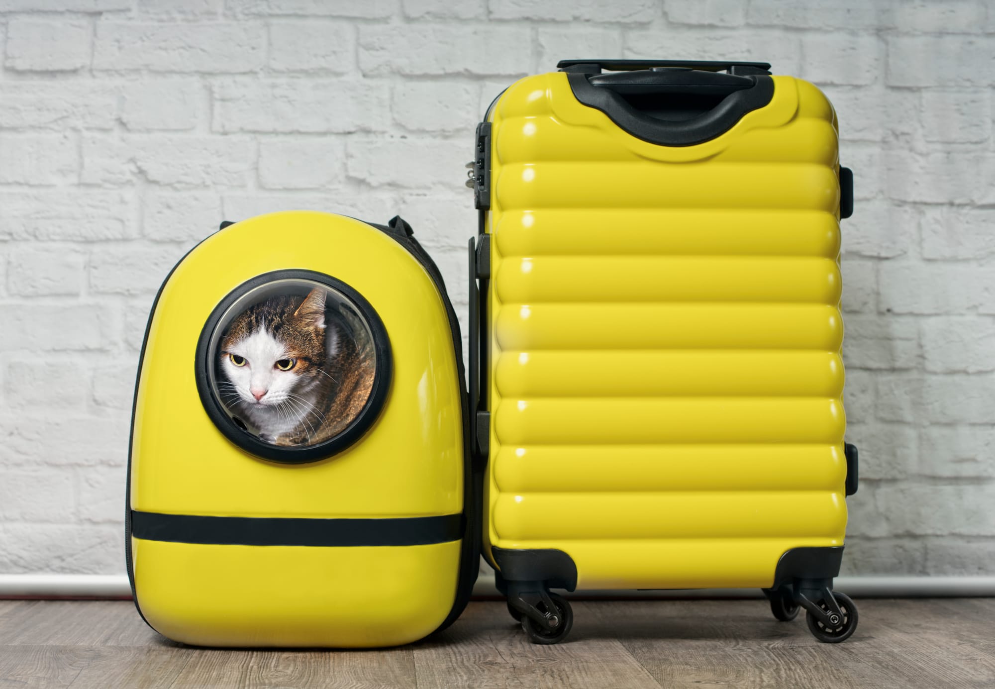 Pets On A Plane: Going Through TSA Airport Security With Your Pet