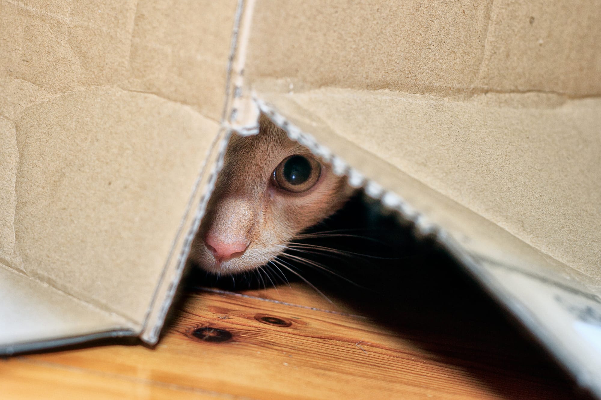 Cat 3-3-3 Rule of Relocation - 3 Days