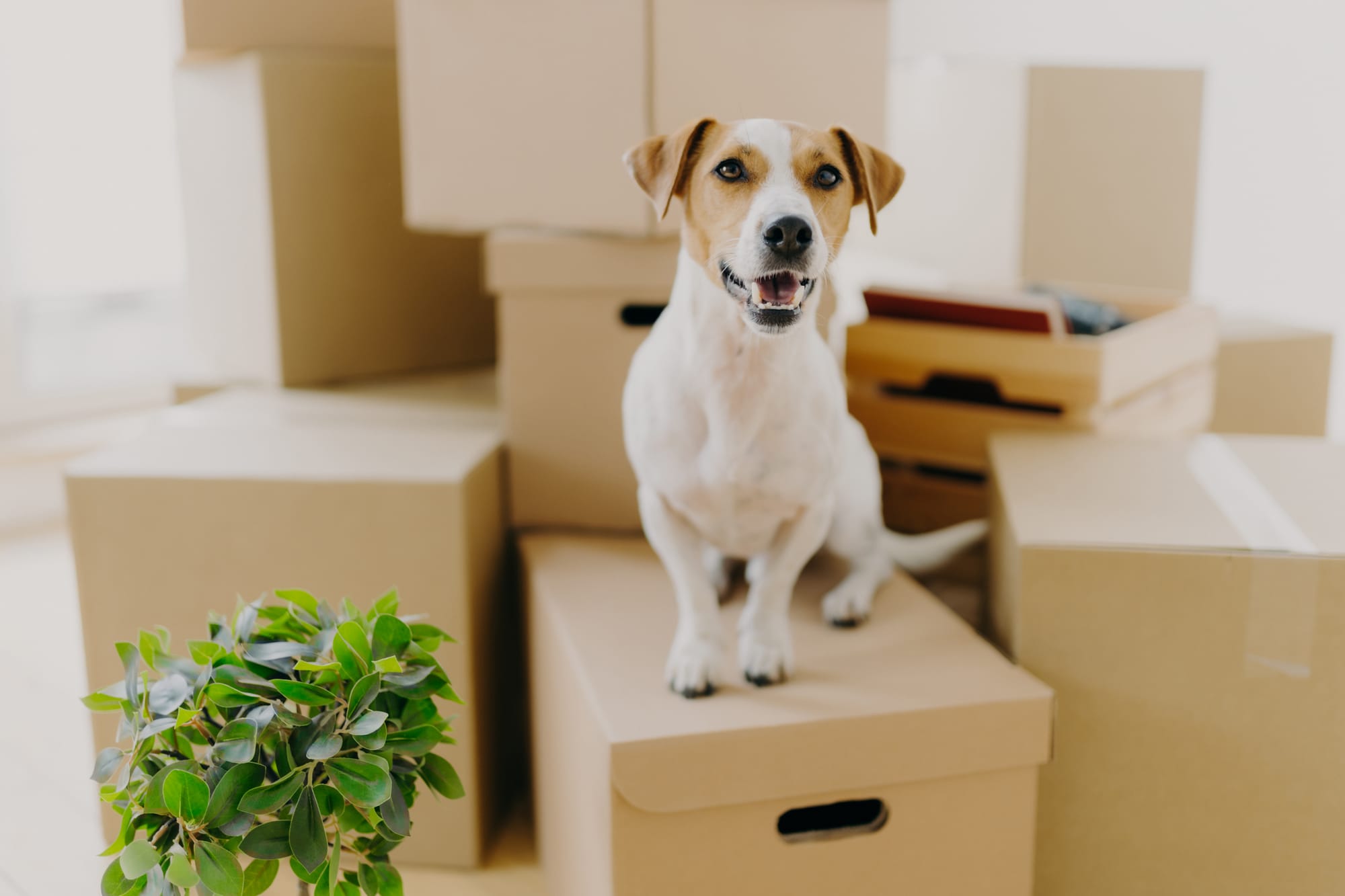 Dog 7-7-7 Rule of Relocation
