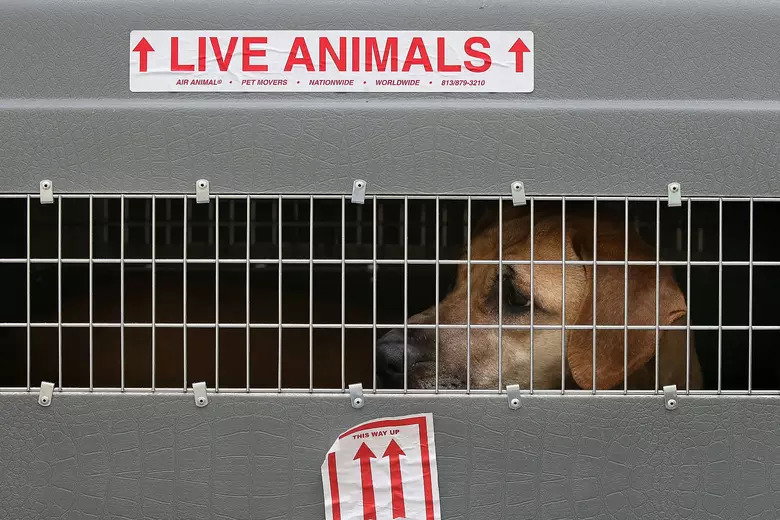 Pets on a Plane: Checking Your Pet As Luggage