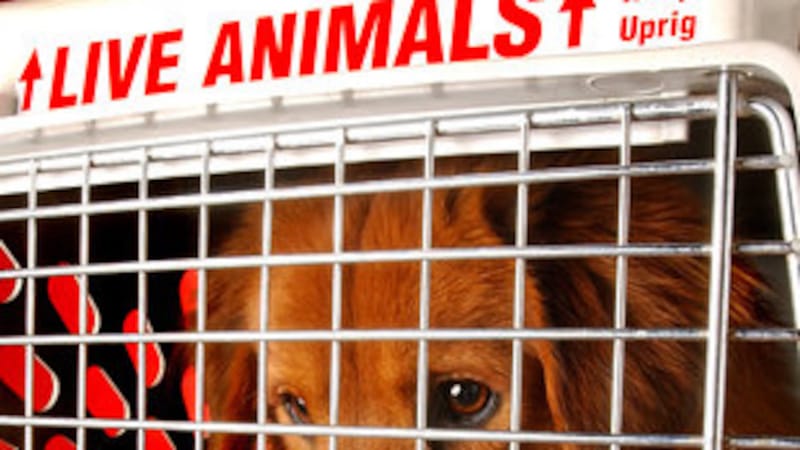 Pets On A Plane: Flying Your Pet As Cargo