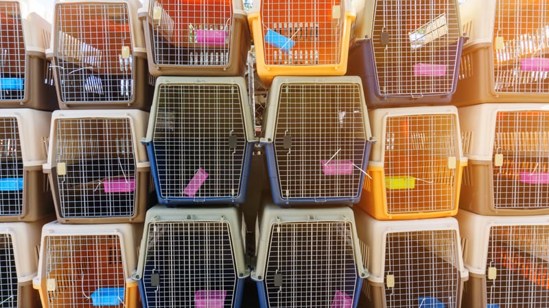 Pets On A Plane: How to Weather the 45°F to 85°F Rule