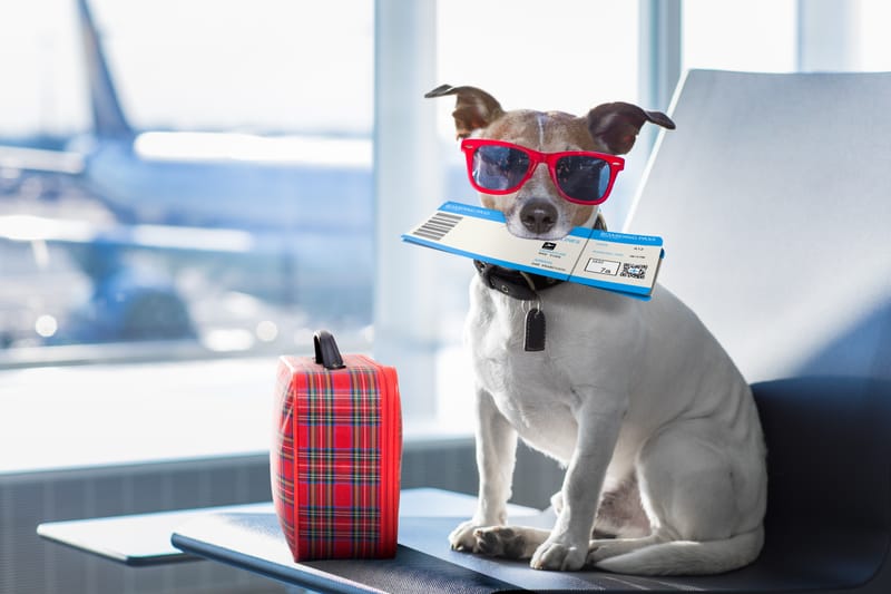 Pets on a Plane: A Guide To In-Cabin Carrier Regulations