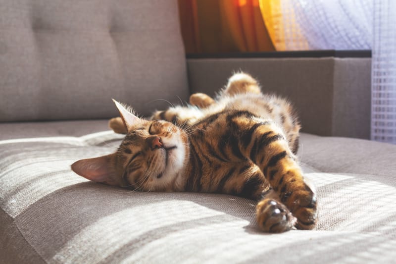 Cat 3-3-3 Rule of Relocation - 3 Months