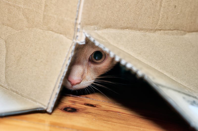 Cat 3-3-3 Rule of Relocation - 3 Days
