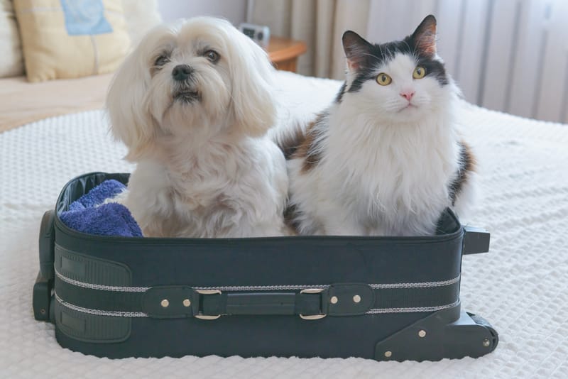 Pets on a Plane: The Stress of Flying In Cargo -- Dogs vs Cats