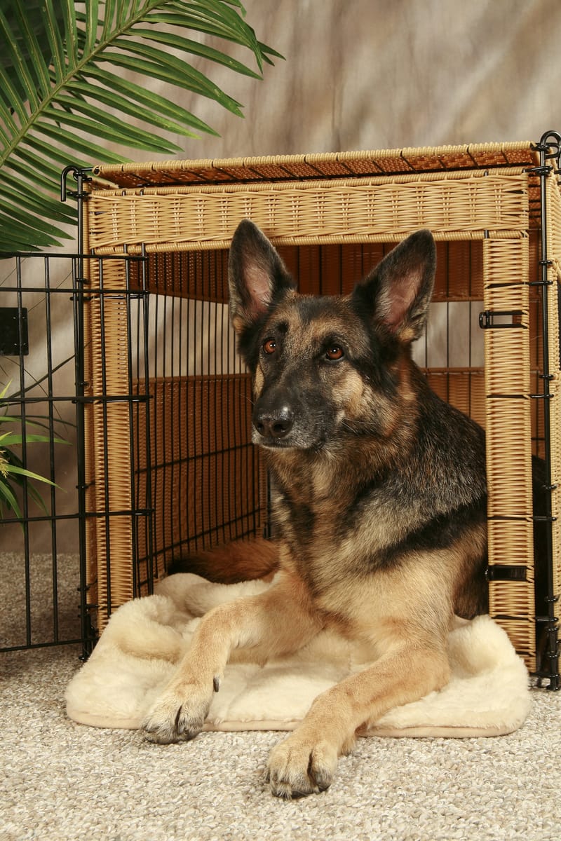 Crate Training Your Pet: It's Not Cruel; It's Comfort
