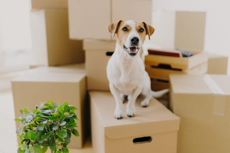 Dog 7-7-7 Rule of Relocation