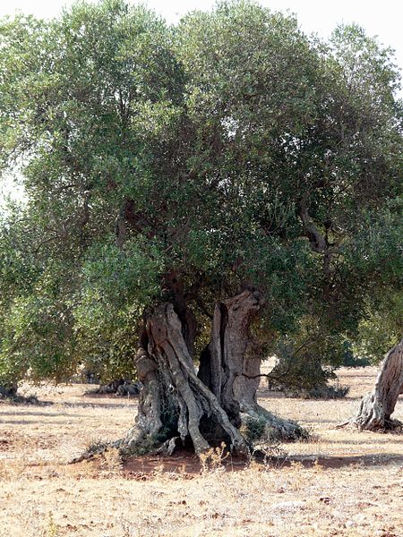 Linfa d'Olivo: Il ritmo antico che nutre l'anima  e quel patto millenario tra l'uomo e l'olivo.