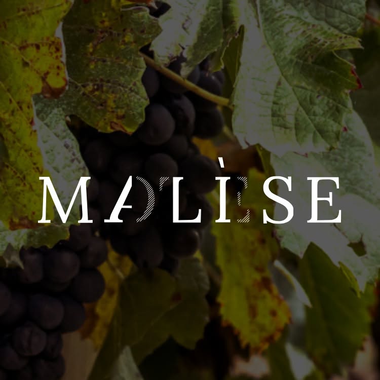Radici, Passione e Futuro: Il volto di Cantine Matese