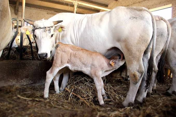 La razza bovina Marchigiana ha trovato nel Sannio, e nello specifico nell'area dell'Alto Sannio e del Fortore, una vera e propria seconda patria.