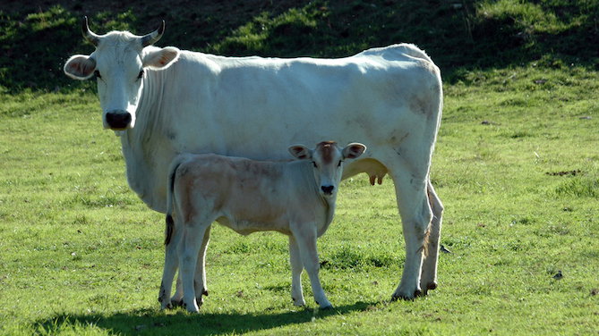 Immagine galleria per La razza bovina Marchigiana ha trovato nel Sannio, e nello specifico nell'area dell'Alto Sannio e del Fortore, una vera e propria seconda patria.