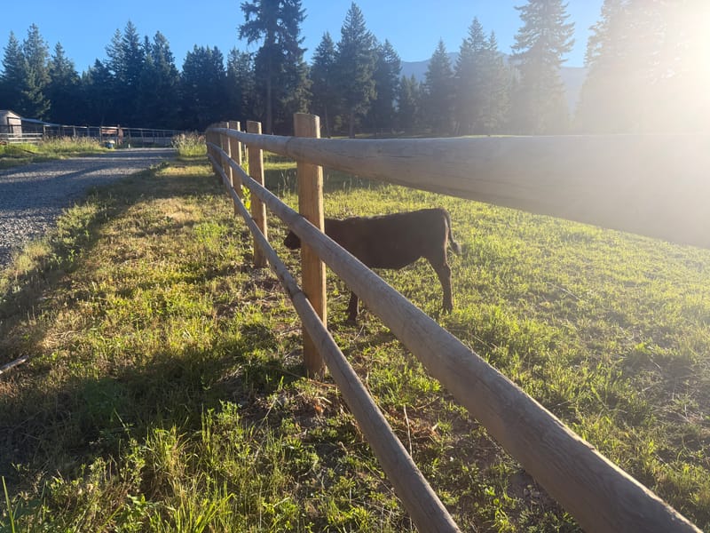 Fencing
