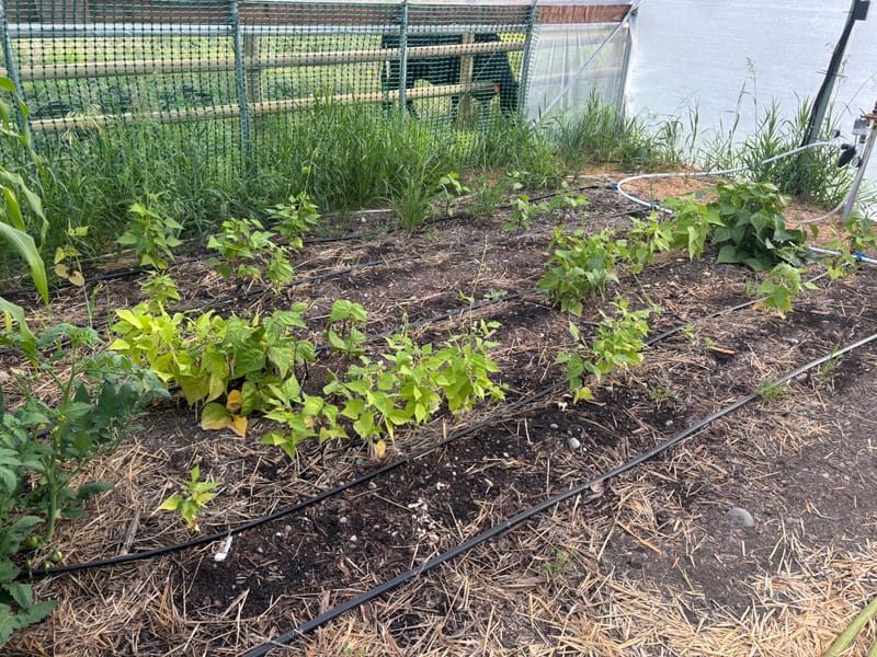 Mulch