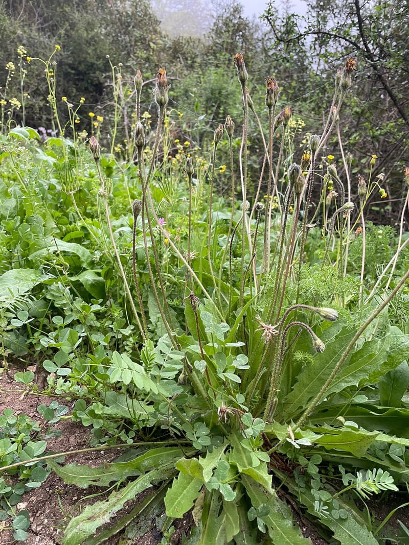 פרימוורה - Primavera וחלומות ורודים.
