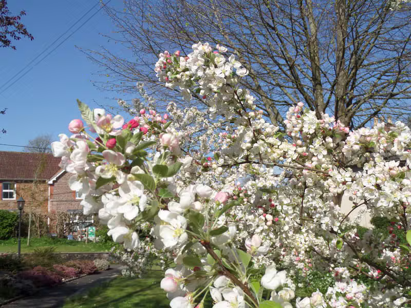 Spring blossoms outside the church