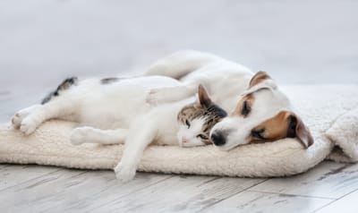 Why Sondetta ECO Creates Natural Calming Supplements for Pets