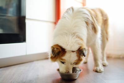 Natural Calming Supplement for Dogs: Safe Support During Stressful Situations