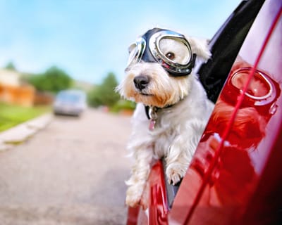 Every journey begins with excitement... but not for your pet