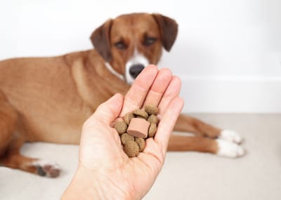 L-Tryptophan for Dogs: Why Is It Important and What Role Does It Play?