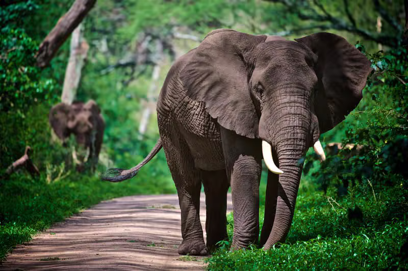 African safari adventure