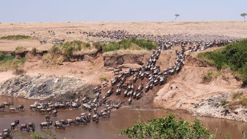 Masai Mara Migration Special