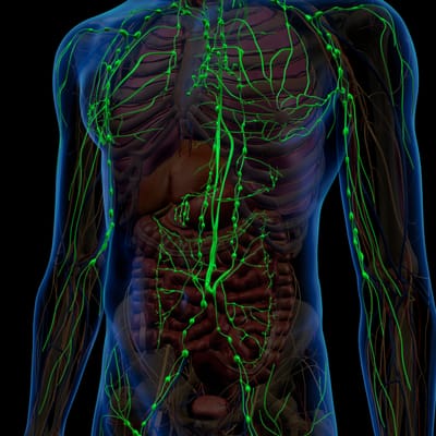 LYMPHATIC LOVE