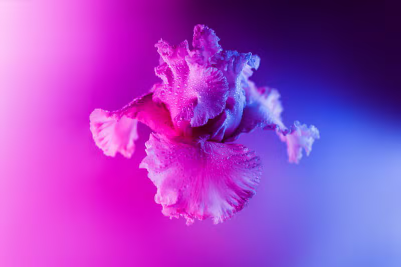 Neon Iris