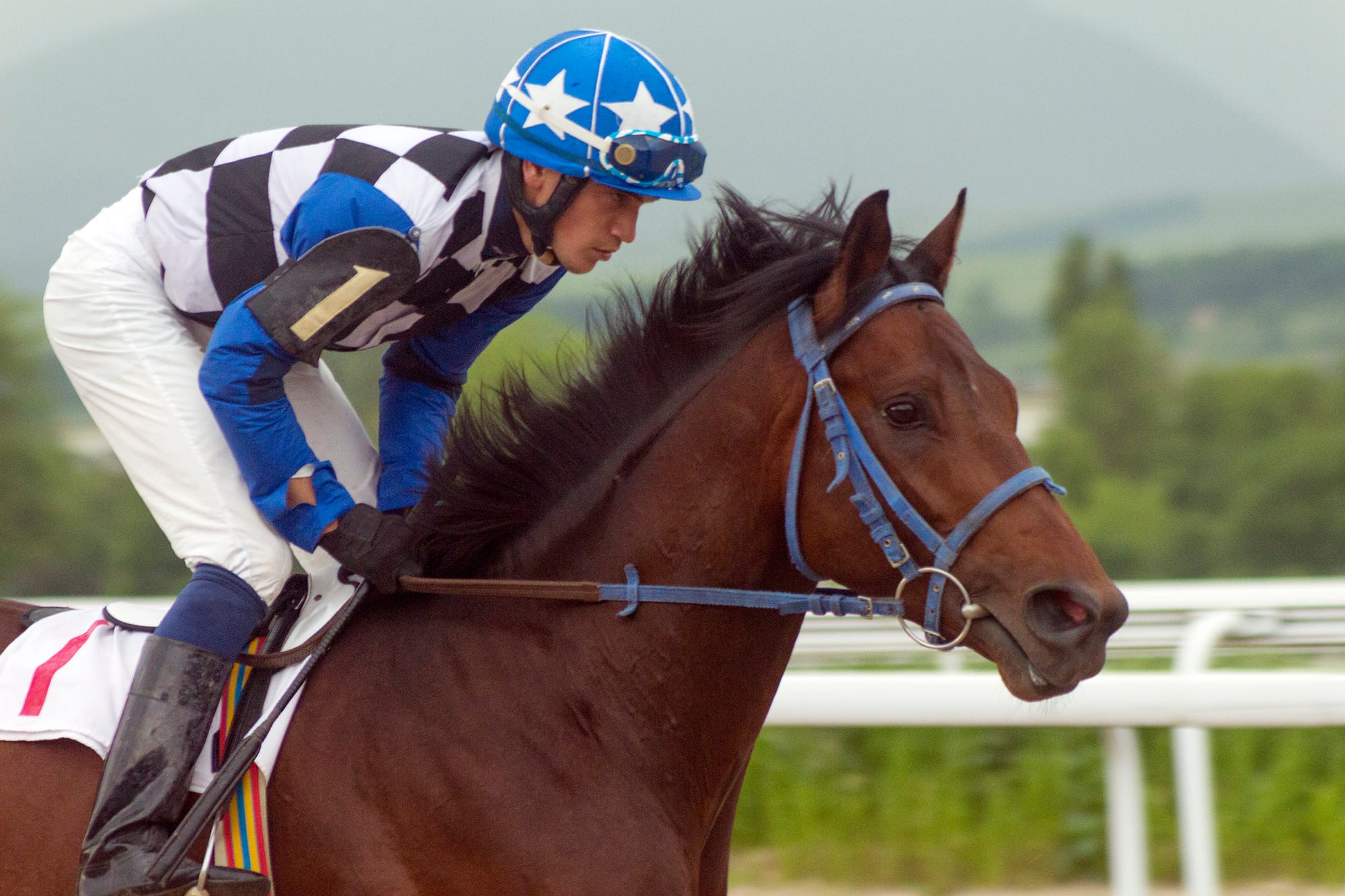 Bloodhorse