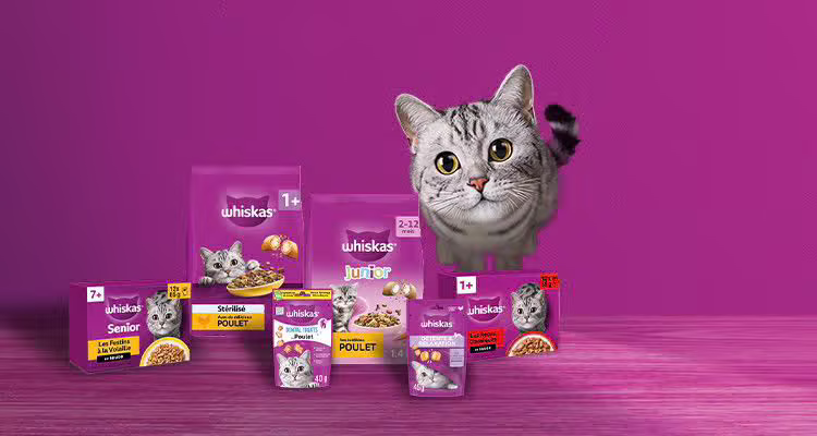 Chats / Cats / قطط