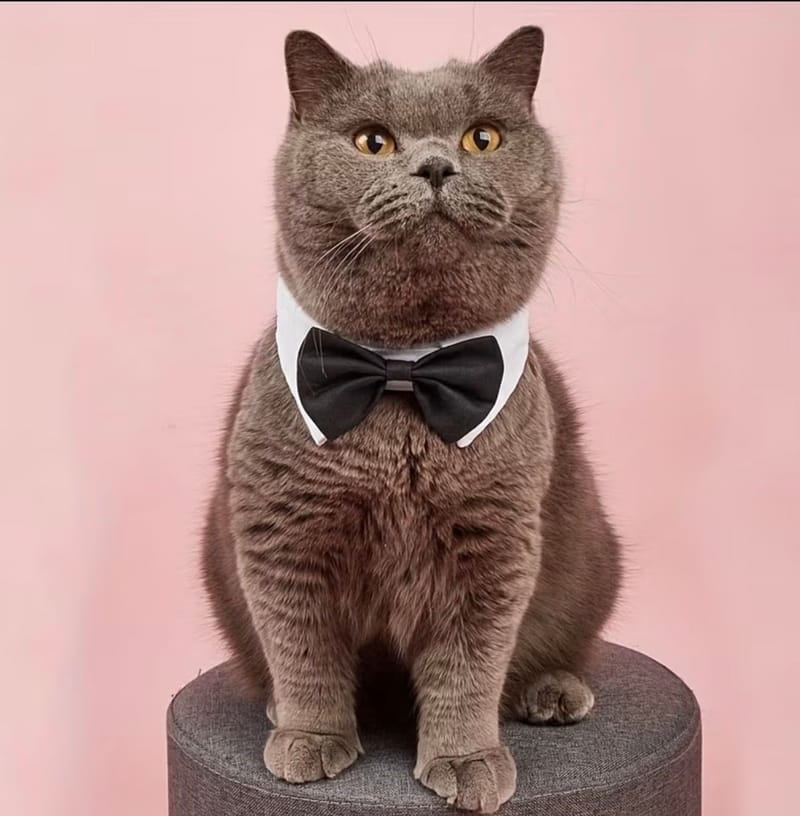 Collier Cravate Chat Male 