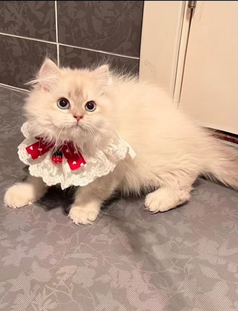 Collier cravat chat 