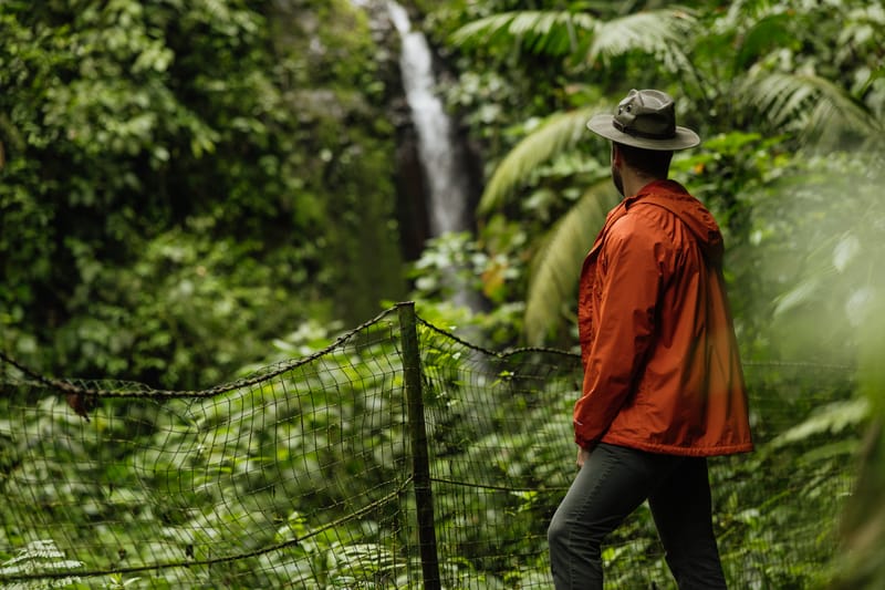 Treetop walk on hanging bridges, and Rainforest trails