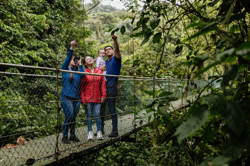 Treetop walk on hanging bridges, and Rainforest trails