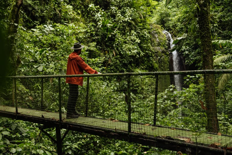 Treetop walk on hanging bridges, and Rainforest trails