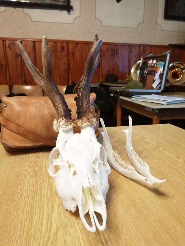 Cena Kamaráda 