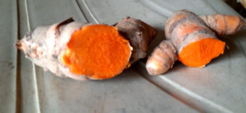 lakadong rhizomes