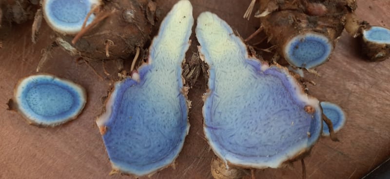 BLACK TURMERIC RHIZOMES