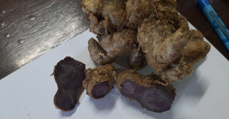 BLACK GINGER /KEAMPFERIA PARVIFLORA RHIZOME
