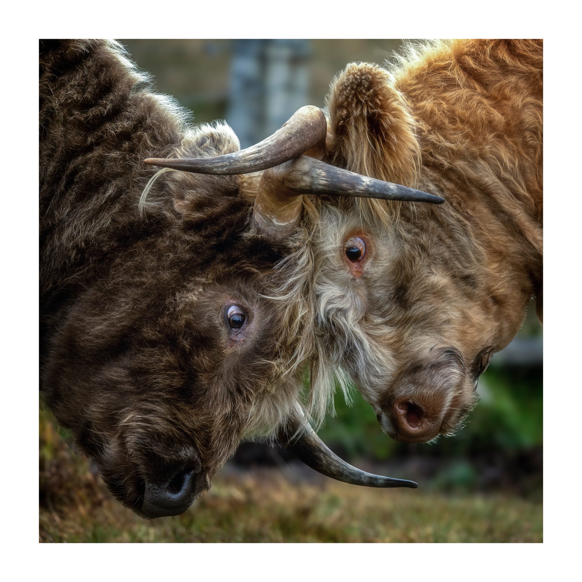 Isles of Skye, Lewis & Harris