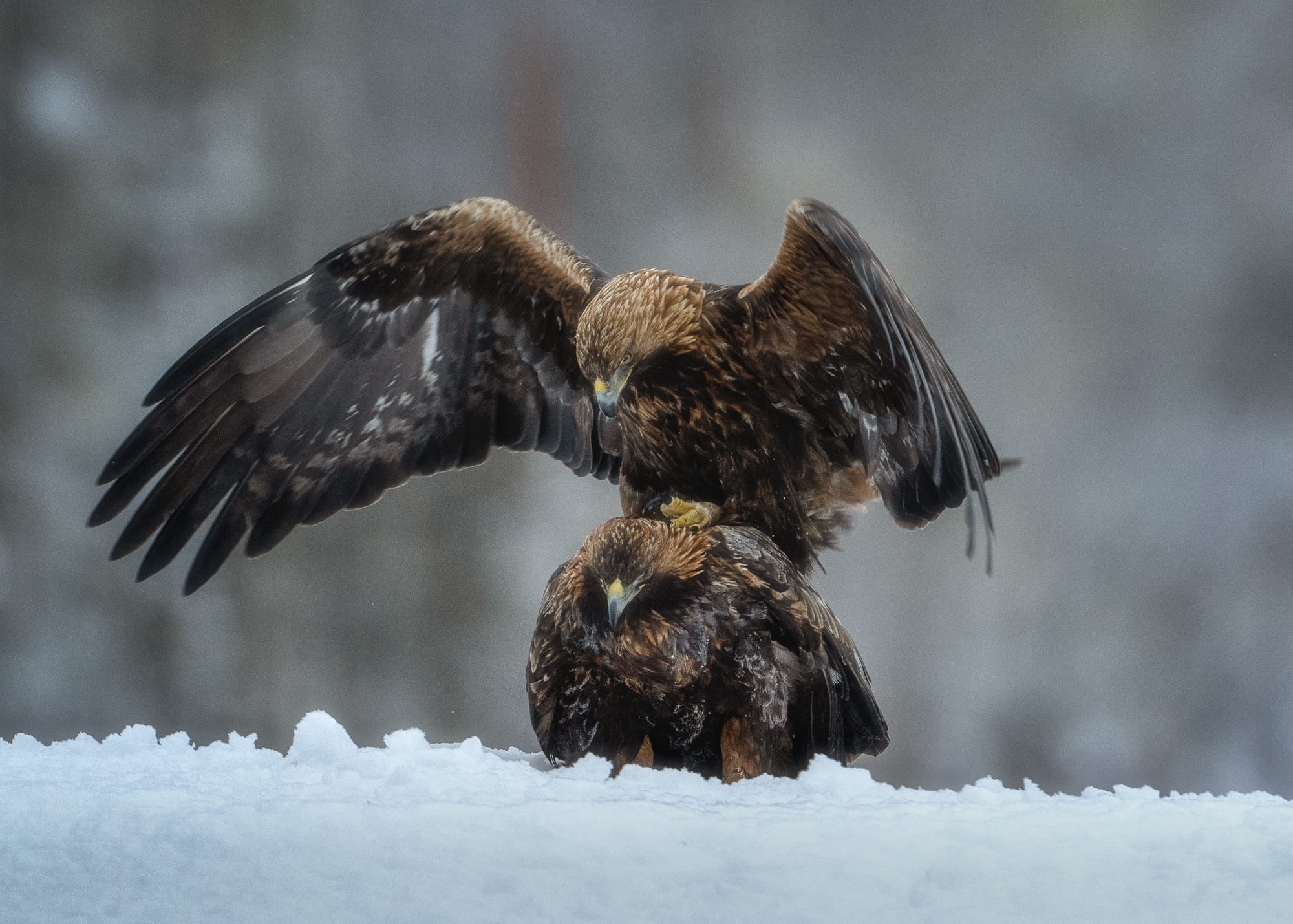 Golden Eagles