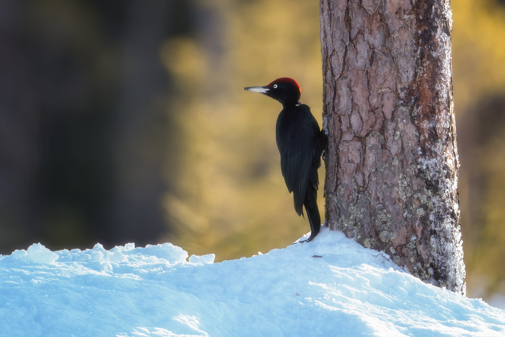 Small Birds & Mammals