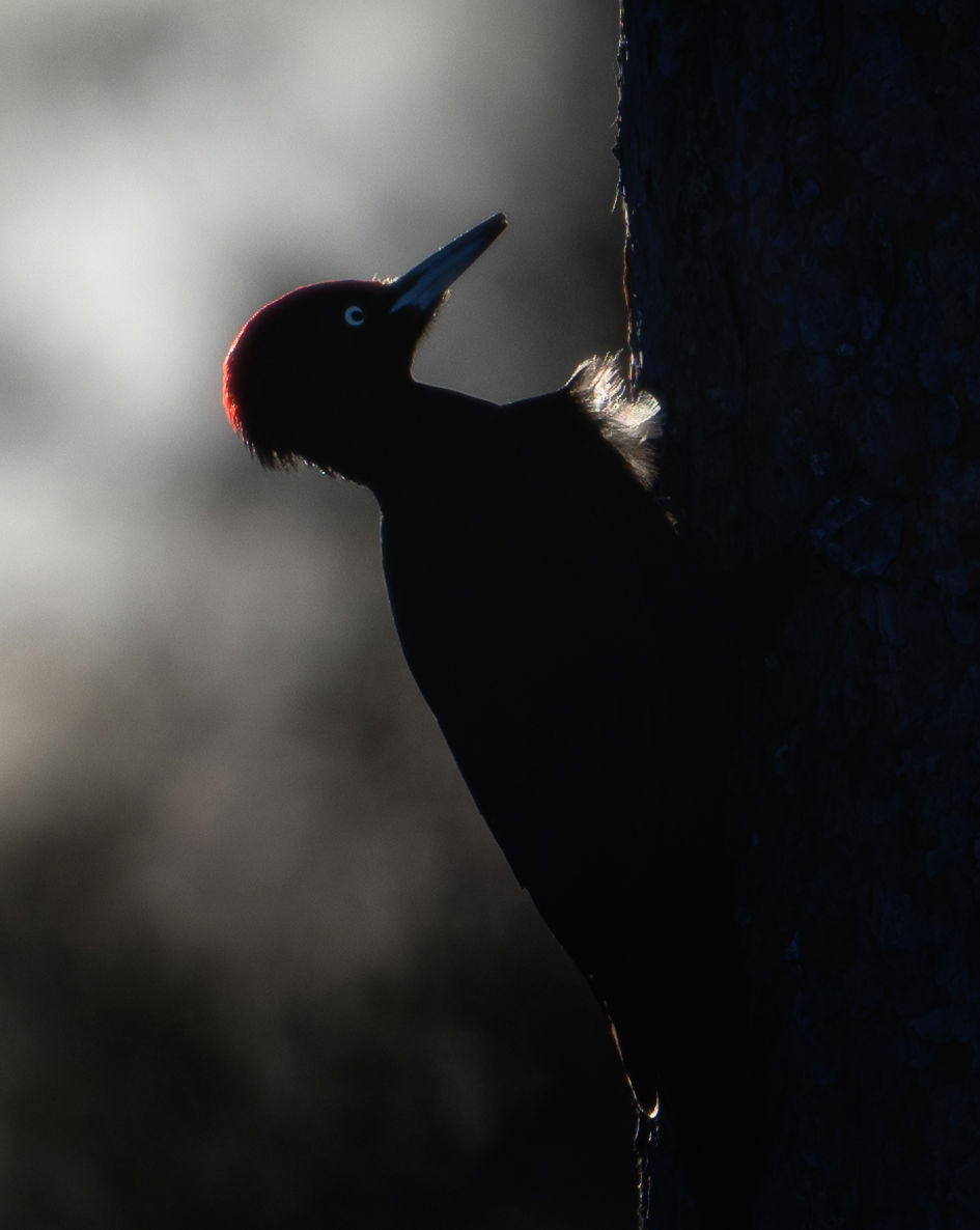 Small Birds & Mammals