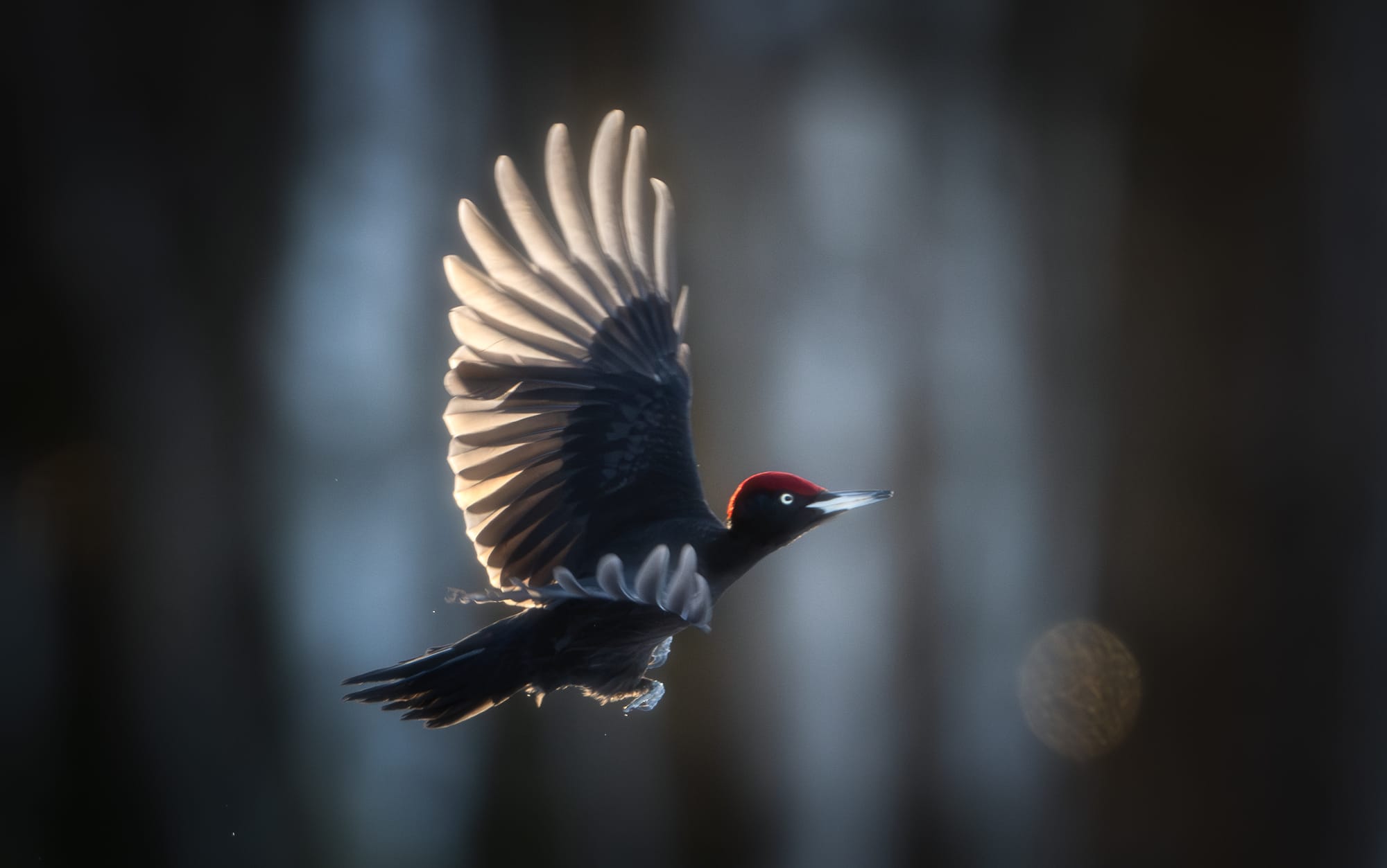 Small Birds & Mammals