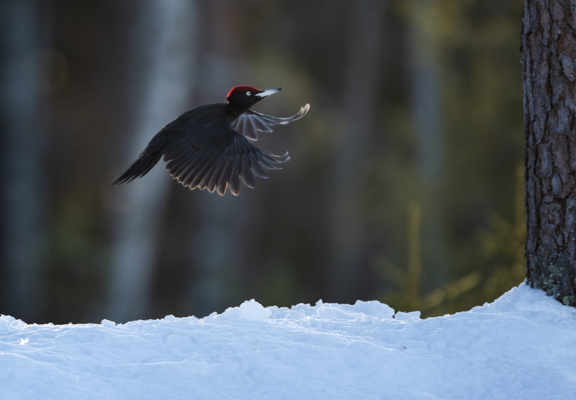 Small Birds & Mammals